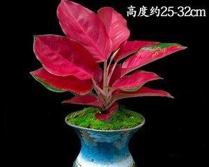 长寿吉祥如意的植物（祈愿长寿吉祥如意之树）