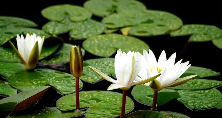 睡莲是喜阴植物还是喜阳光植物？如何正确养护？