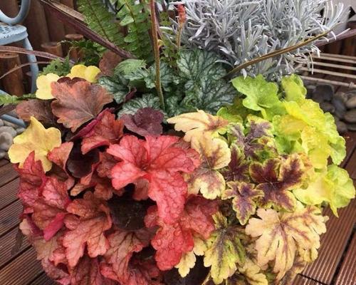 矾根可以地栽吗？地栽矾根的注意事项有哪些？