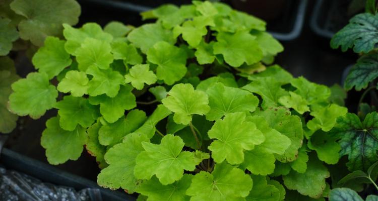 矾根可以地栽吗？地栽矾根的注意事项有哪些？