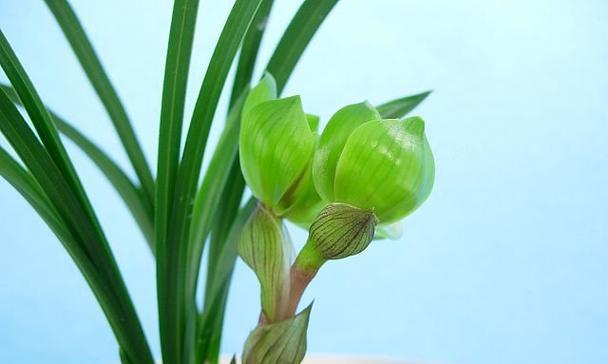 兰花养在家里风水好吗？如何利用兰花提升家居风水？