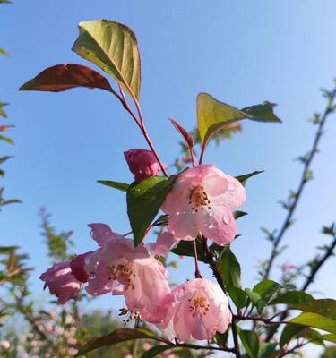 海棠花格寓意（深入探究海棠花格寓意的丰富内涵）