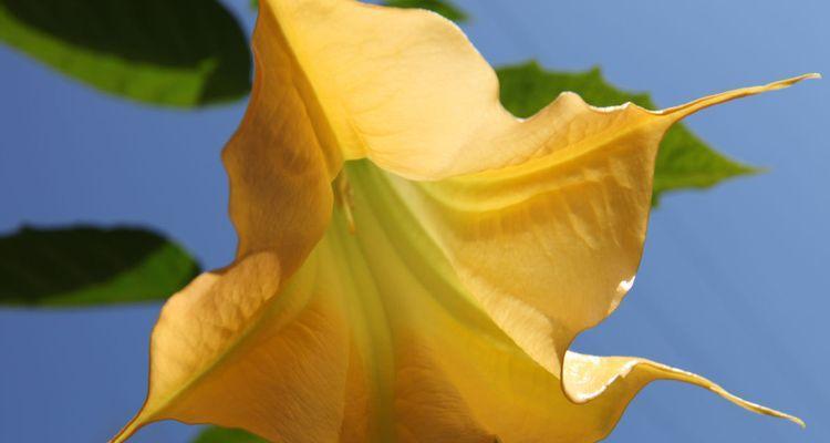 曼陀罗花语之美与神秘（探索曼陀罗花语的奥秘）