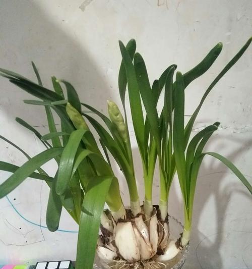 水仙花开花后应该怎么办？如何正确处理？