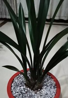 墨兰浇水技巧:什么水最适合墨兰生长?