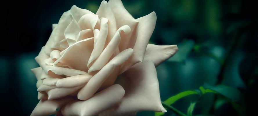 白瑰玫的花语（揭示白瑰玫背后的花语秘密）