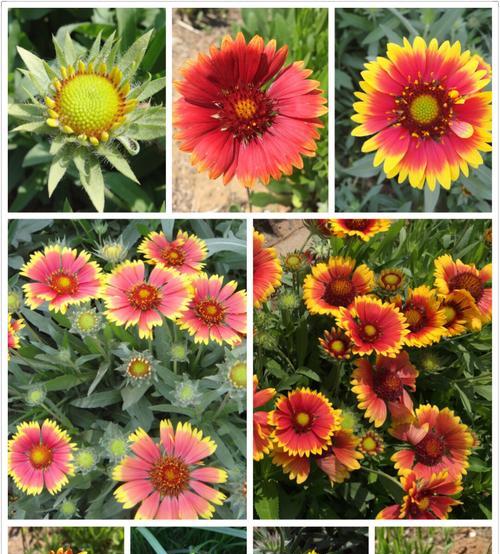 天人菊花语——探索自然的智慧（以天人菊花语为窗）