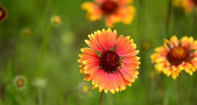 天人菊花语——探索自然的智慧(以天人菊花语为窗)