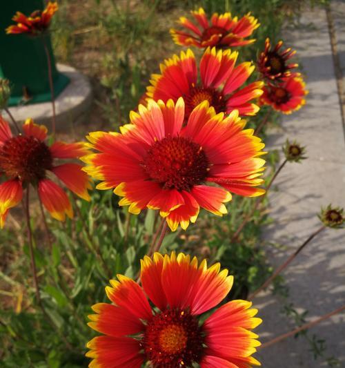 天人菊花语——探索自然的智慧（以天人菊花语为窗）