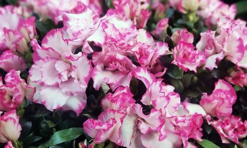 杜鹃花的丰富意义(解读杜鹃花的象征与美)