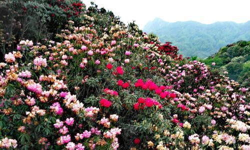 杜鹃花的丰富意义（解读杜鹃花的象征与美）