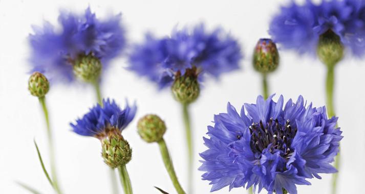 矢车菊的花语和寓意（探寻矢车菊的美丽与意义）