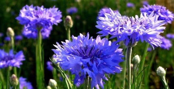 矢车菊的花语和寓意(探寻矢车菊的美丽与意义)