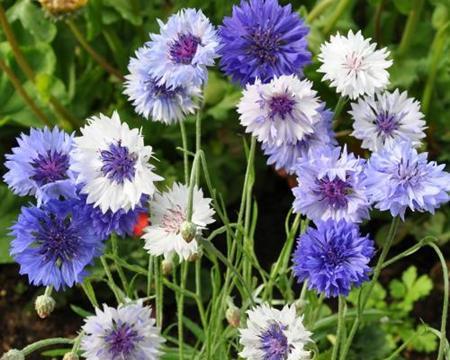 矢车菊的花语和寓意（探寻矢车菊的美丽与意义）