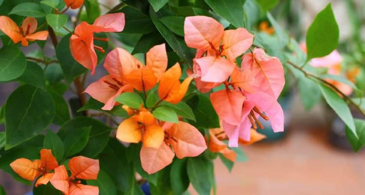 金发女郎三角梅勤花吗?如何确保其持续开花?