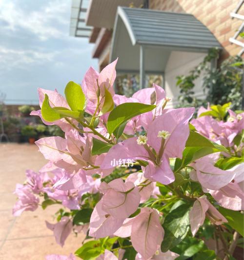 金发女郎三角梅勤花吗？如何确保其持续开花？