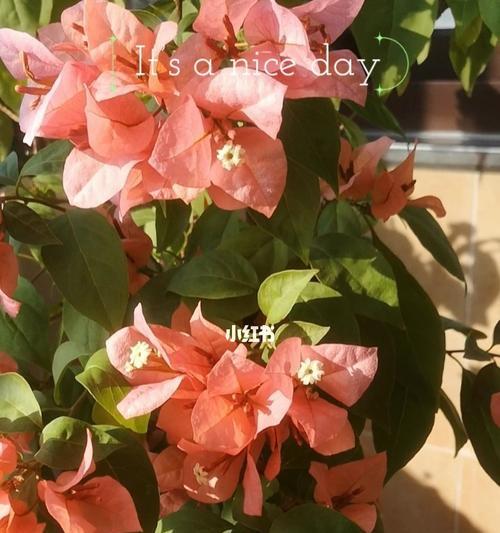 金发女郎三角梅勤花吗？如何确保其持续开花？