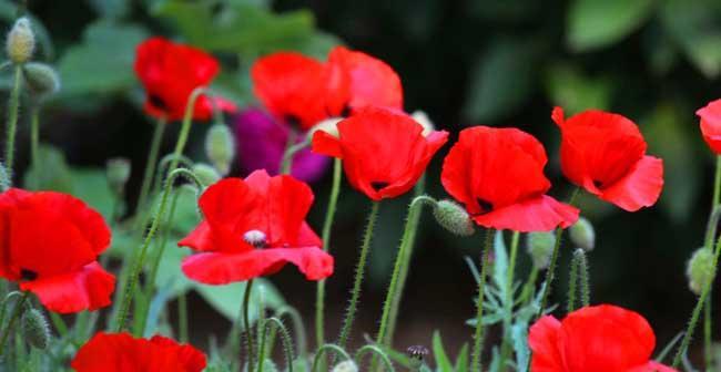 虞美人种植的最佳时间和步骤是什么?