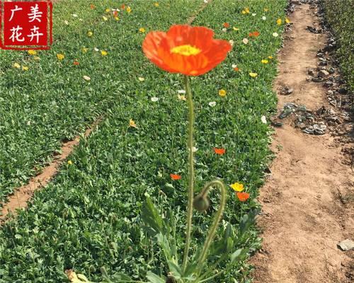 虞美人种植的最佳时间和步骤是什么？