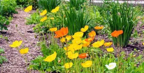 虞美人种植的最佳时间和步骤是什么？