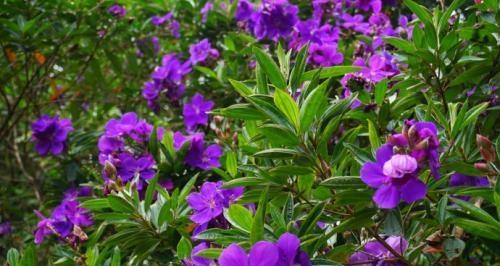 以野牡丹的花语与传说（野牡丹）