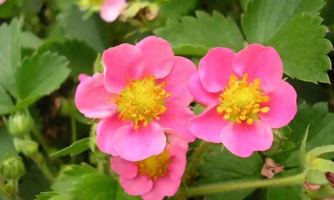 草莓秋天开花吗?如何管理以促进秋季开花?