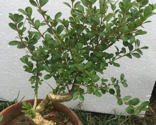 小叶黄杨会开花吗?属于开花植物吗?