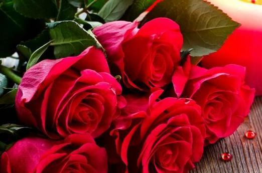 玫瑰花的意义与象征（解读玫瑰花的多重含义）
