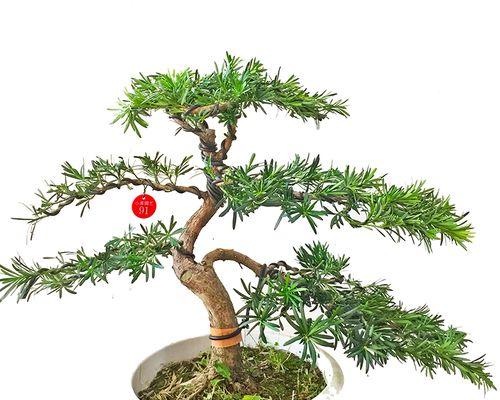 罗汉松(探秘罗汉松的内涵及其在文化中的重要地位)