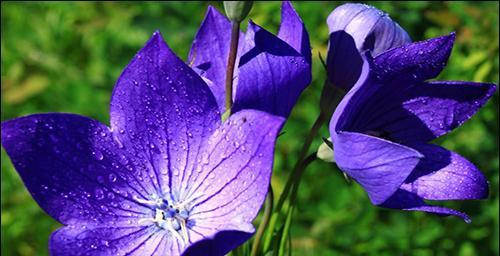 不同颜色桔梗花语是什么？桔梗花颜色代表的含义有哪些？