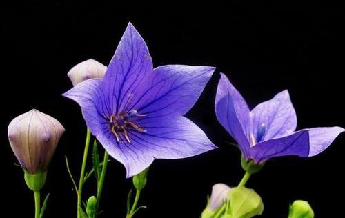 不同颜色桔梗花语是什么？桔梗花颜色代表的含义有哪些？