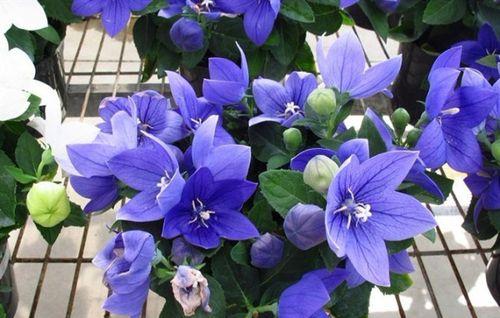 不同颜色桔梗花语是什么？桔梗花颜色代表的含义有哪些？