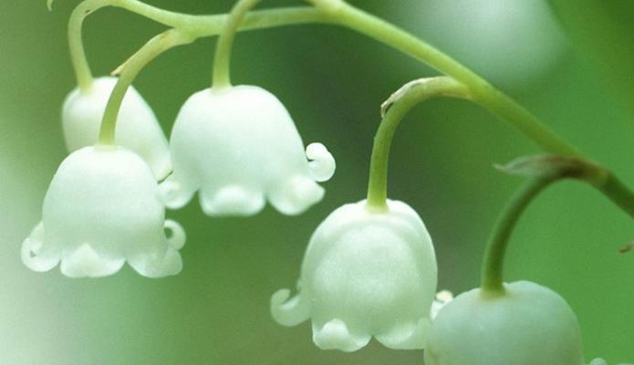 铃兰花的寓意与象征——美丽与希望（解读铃兰花的意义）