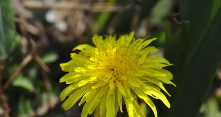 惊蛰时节，这些植物告诉你春天来了（代表惊蛰的植物有哪些）