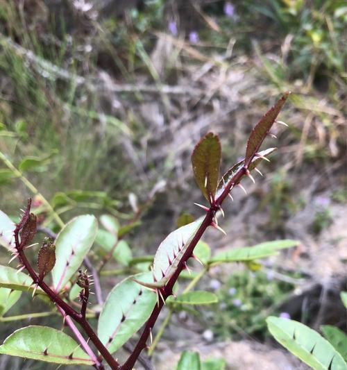 惊蛰时节，这些植物告诉你春天来了（代表惊蛰的植物有哪些）