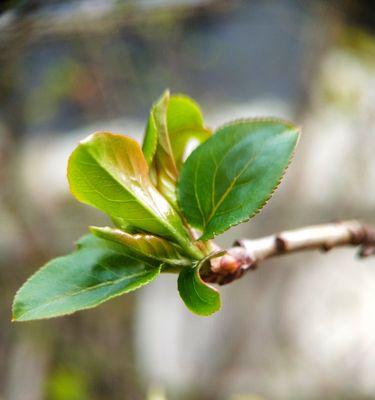 惊蛰时节，这些植物告诉你春天来了（代表惊蛰的植物有哪些）