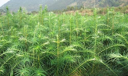 杉树生长需要哪些环境条件？其生长特点是什么？