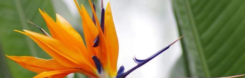 神明花语的美丽启示（传递神秘与神圣）