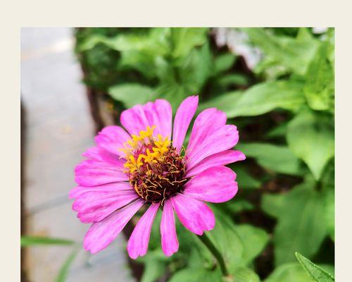 百日菊花语，花开如诗（悦动四季的芬芳）