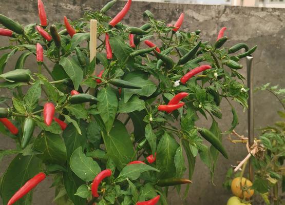 辣椒需要每天浇水吗?如何正确进行水分管理? 辣椒需要每天浇水吗?如何正确进行水分管理?