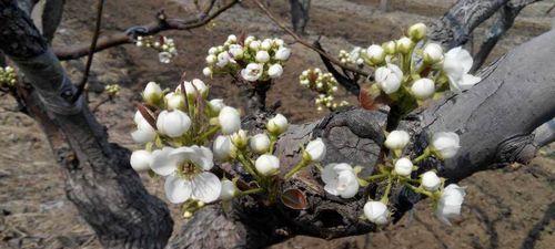 梨树冬天能栽活吗？冬季种植梨树的正确方法是什么？