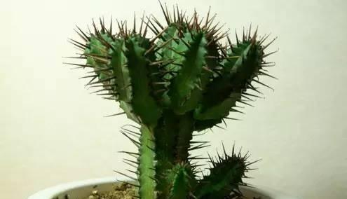 仙人柱养殖方法有哪些？如何正确养殖仙人柱？