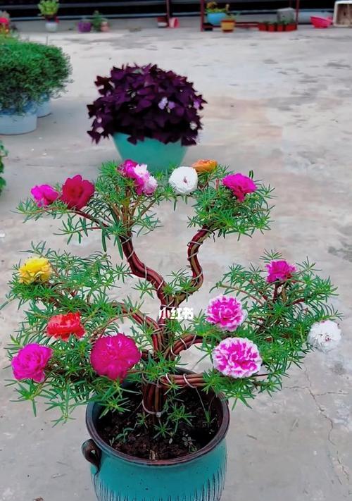 以太阳花的寓意与象征意义（热情奔放）