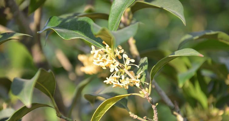 桂花长什么样子？如何识别桂花树的特征？