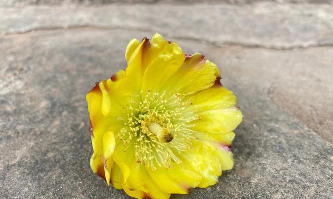 仙人掌的神奇开花之谜（揭秘仙人掌开花的奇妙过程）