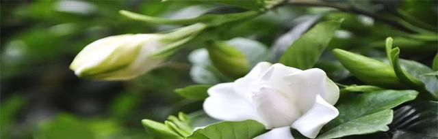 栀子花开的寓意与象征（栀子花开寄托着美好心愿）