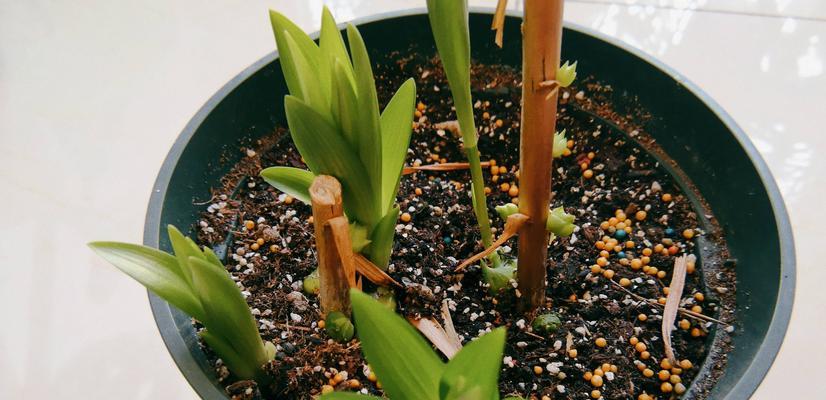 百合花小苗移栽的最佳时机是什么时候？移栽后如何护理？