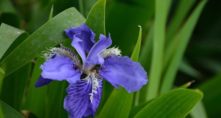 鸢尾花语（解读鸢尾花所传递的神秘信息）