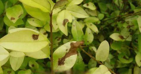 园林植物病虫害防治技术有哪些？如何有效实施防治措施？