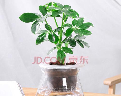 懒人植物盆栽有哪些？适合新手的简单养护植物推荐？